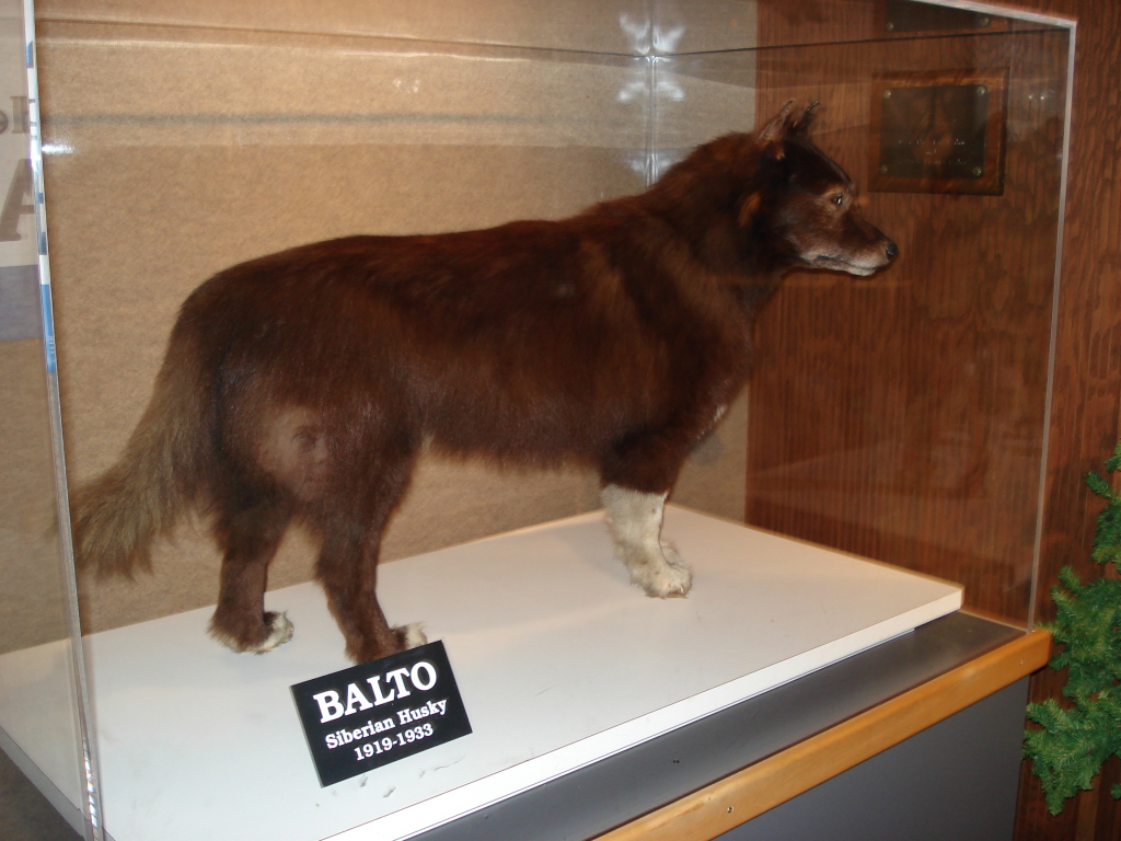 24 thanked Balto