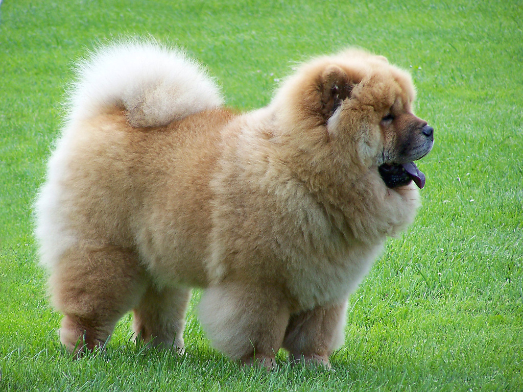 3 chow chows