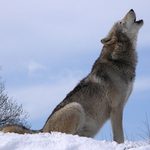 What We’ve Done to Wolves