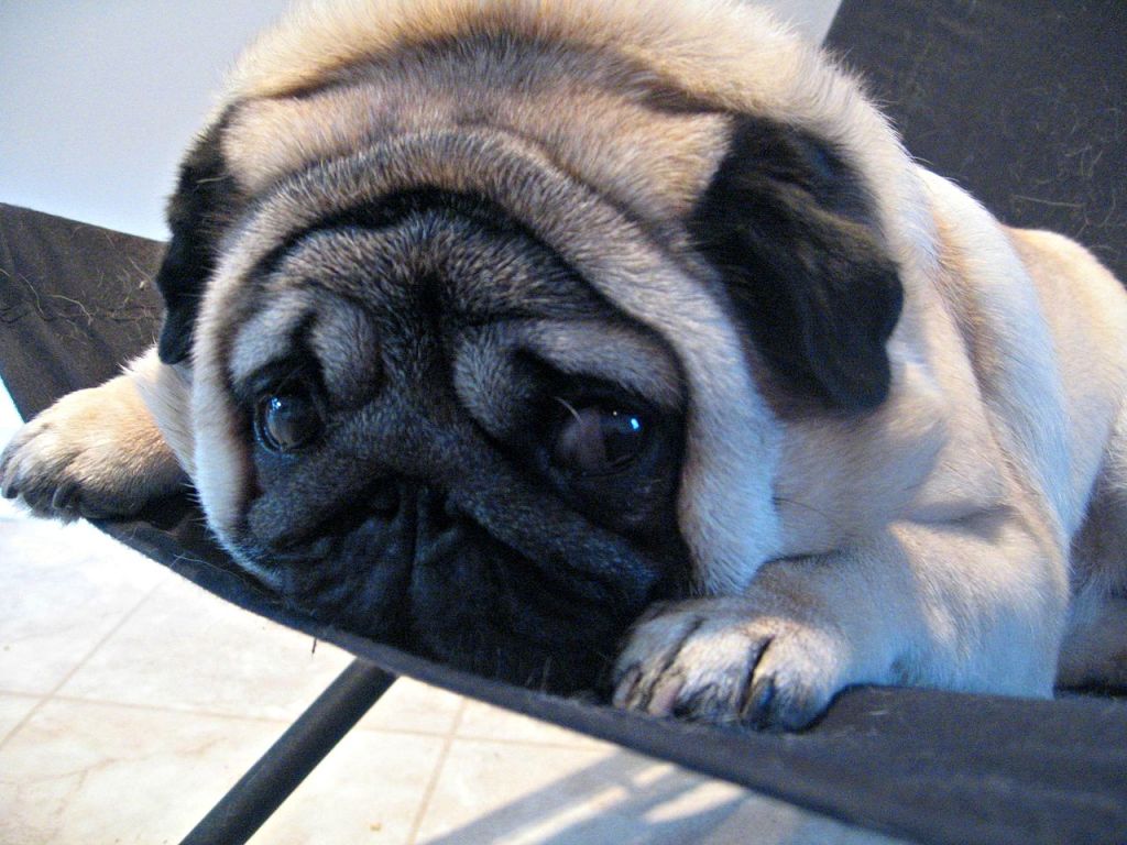 7 smushed face