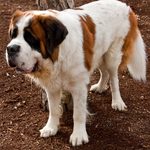 Tips for Getting the Most out of Strangers’ Dogs