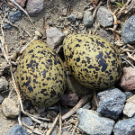 The Egg, the Nest, and the Wild
