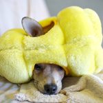 Failing at Life, Succeeding at Dogs