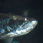 A Tremendous Fish