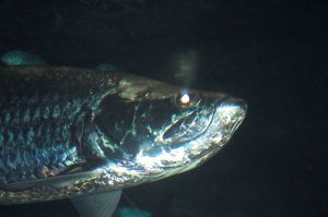 tarpon2