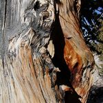 The Lie Tree: A Short Story