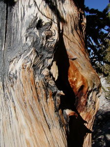 640px-Bristlecone_pine_closeup