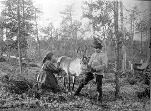 800px-Reindeer_milking