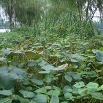 Bitter Greens