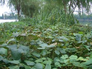 800px-Wuhan_-_East_lake_causeway_bean_garden_4210