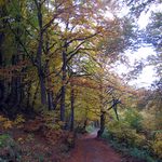 Through The Woods: A Short Story