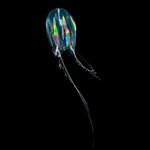 World of Wonder: Comb Jelly
