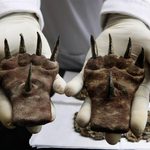 Common-Sense Archaeology: Fact-Checking Breathless Headlines About Archaeological Discoveries