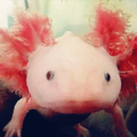 World of Wonder: Axolotls
