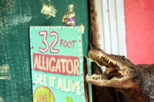 alligator