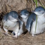World of Wonder: Fairy Penguins