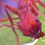 Gal Science: Ant Lab FAQ