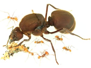 atta_cephalotes_bicolor