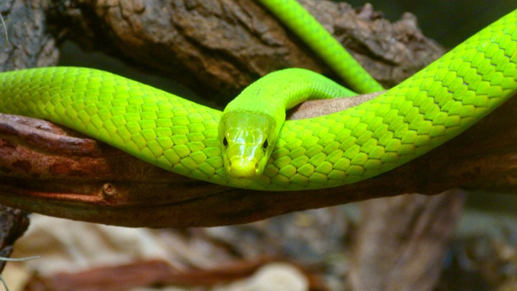 green-mamba-174351_1280