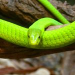 World of Wonder: Green Mamba