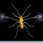 World of Wonder: Fairyfly