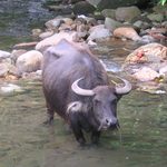 Milking the Bull: On Heroines