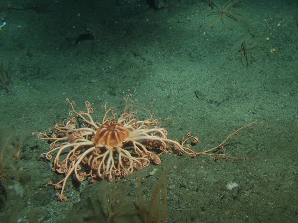 Sanc1601_-_Flickr_-_NOAA_Photo_Library