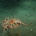 World of Wonder: Basket Star
