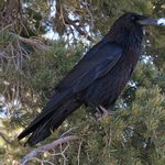 Things I Believe To Be True About Crows Despite A Complete Lack Of Evidence