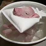 Here Is A Baby Piglet That Is Also Yourself