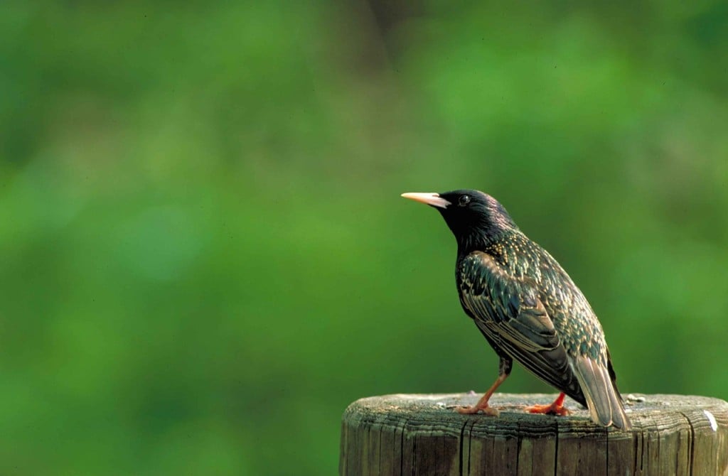 bird-387096_1280