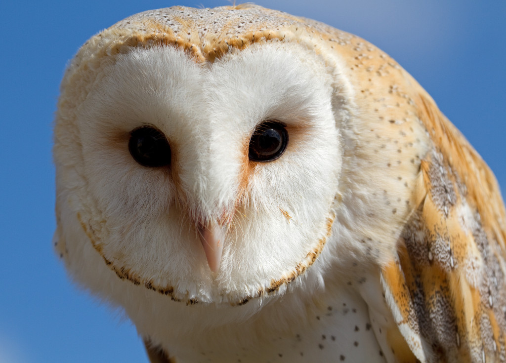 owl1