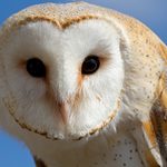 Owl Faces In Order
