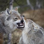 Hilary Mantel’s <em>Wolf Hall</em>