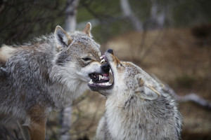 wolves
