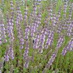 A Cup of Pennyroyal Tea