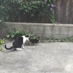 I Have Got To Catch Myself This Kitten, Man