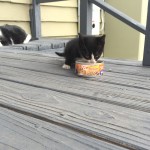 I Cotched Myself That Kitten: A Postscript
