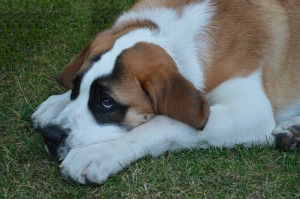 dog-172352_1280