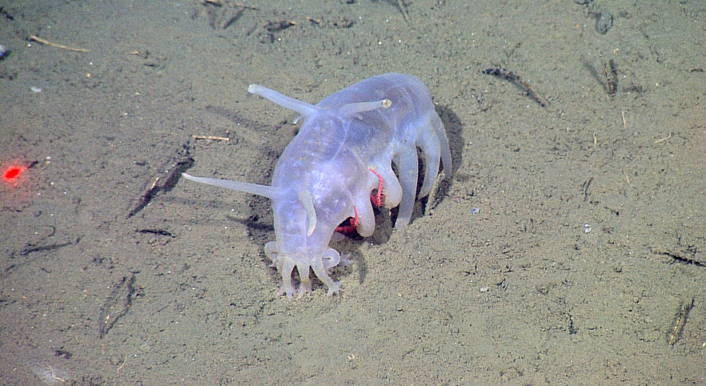 seapig