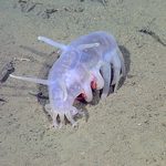 World of Wonder: Sea Pig