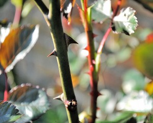 thorns-321997_1280
