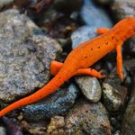 World of Wonder: Red-Spotted Newt