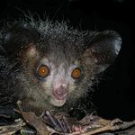 World of Wonder: Aye-Aye