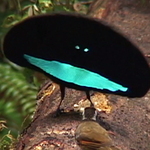 World of Wonder: Superb Bird-of-Paradise