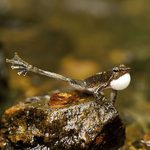 World of Wonder: Dancing Frogs