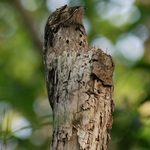 World of Wonder: The Potoo