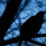 “The Spinster’s Almanac”: Poetic Advice for Finding Your Way in the World