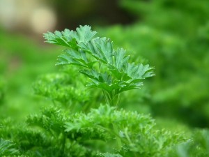 parsley-246557_1280