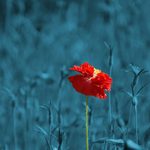 Disrupting Domesticity: Mental Illness & Love as a Fact